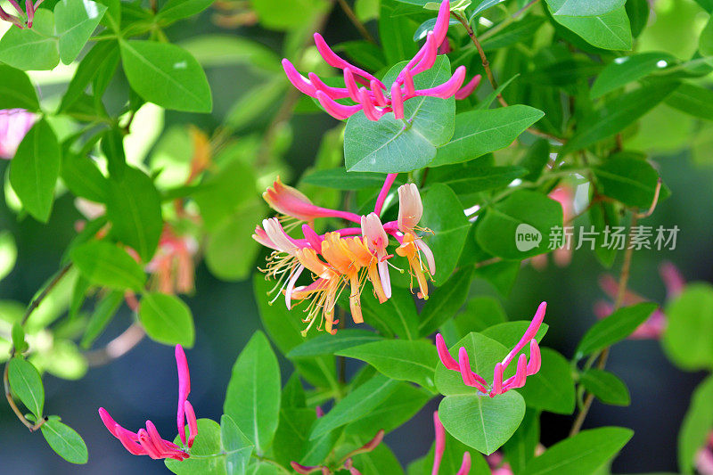 金银花/忍冬花